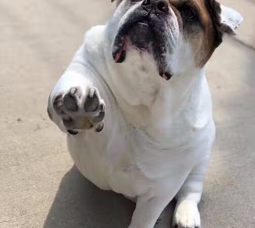 Posh Pets Rescue - Long Beach, NY