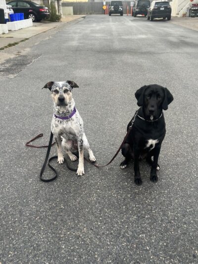 SOS K9 Training - Long Beach, NY