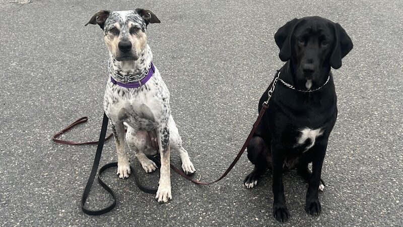 SOS K9 Training - Long Beach, NY