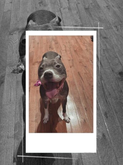 SOS K9 Training - Long Beach, NY