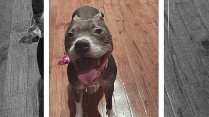 SOS K9 Training - Long Beach, NY