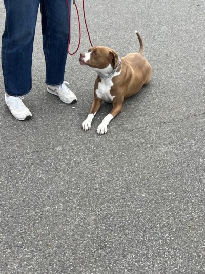 SOS K9 Training - Long Beach, NY