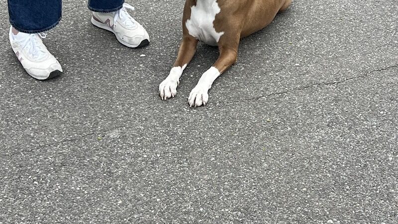 SOS K9 Training - Long Beach, NY