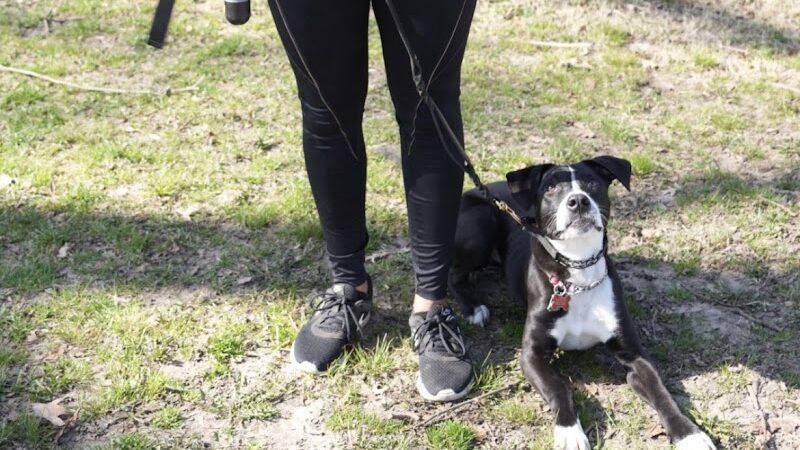 SOS K9 Training - Long Beach, NY