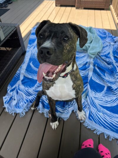 SOS K9 Training - Long Beach, NY