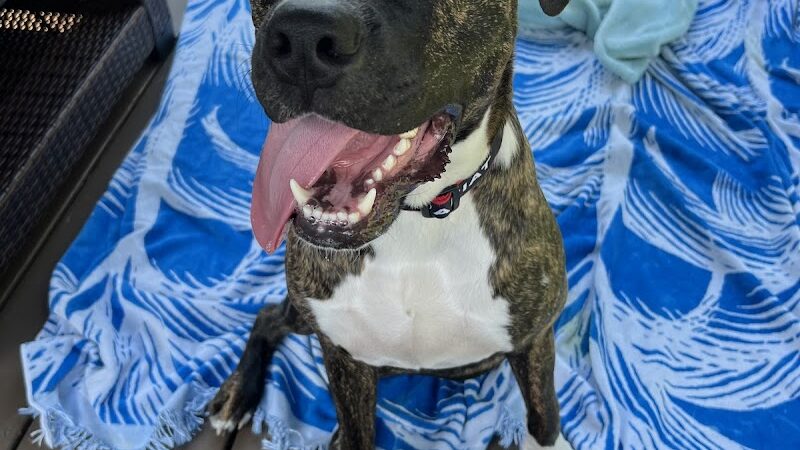 SOS K9 Training - Long Beach, NY