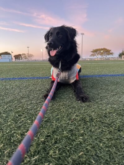 SOS K9 Training - Long Beach, NY