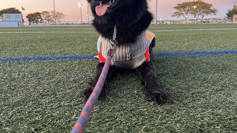 SOS K9 Training - Long Beach, NY