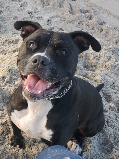 SOS K9 Training - Long Beach, NY