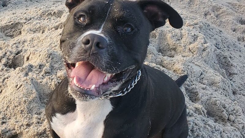 SOS K9 Training - Long Beach, NY