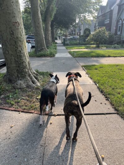 SOS K9 Training - Long Beach, NY