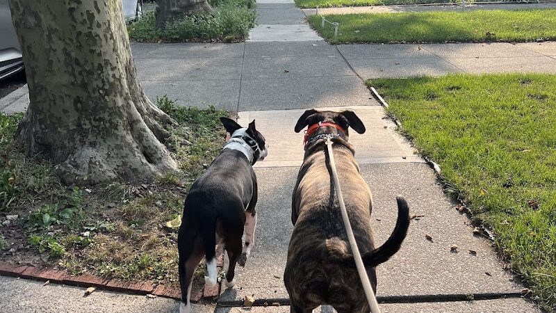 SOS K9 Training - Long Beach, NY