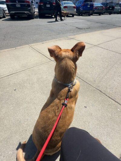 SOS K9 Training - Long Beach, NY