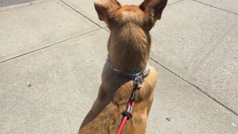 SOS K9 Training - Long Beach, NY