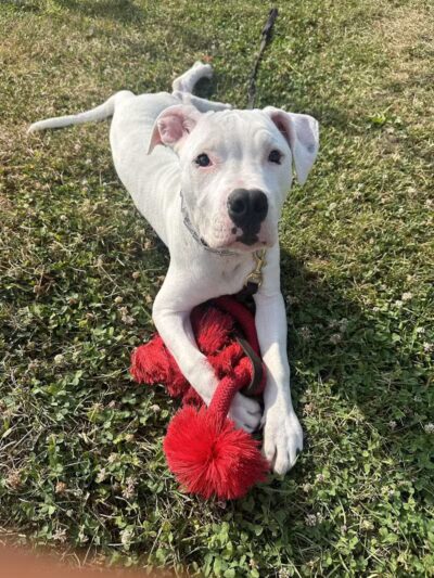 SOS K9 Training - Long Beach, NY