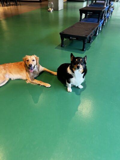 Wag & Bone - Long Island City, NY