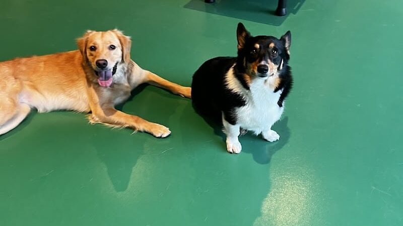 Wag & Bone - Long Island City, NY