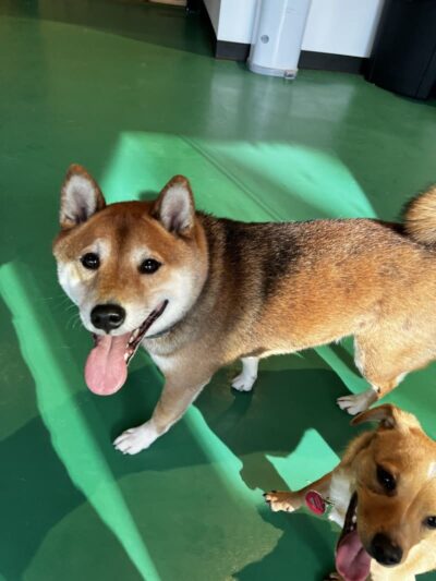 Wag & Bone - Long Island City, NY