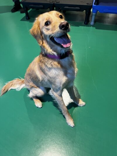 Wag & Bone - Long Island City, NY