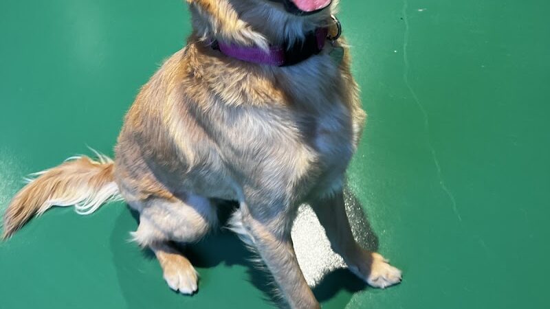 Wag & Bone - Long Island City, NY