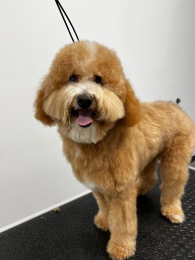 Wag & Bone - Long Island City, NY