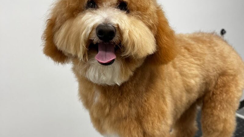 Wag & Bone - Long Island City, NY