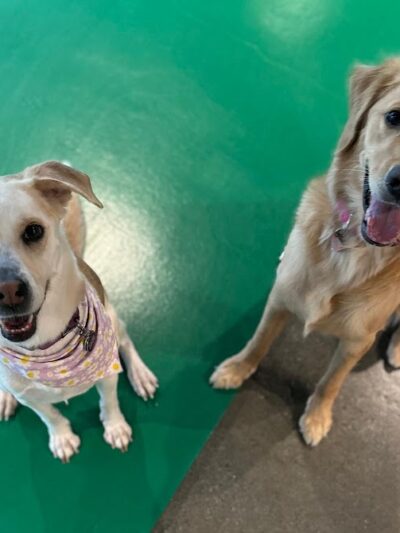 Wag & Bone - Long Island City, NY