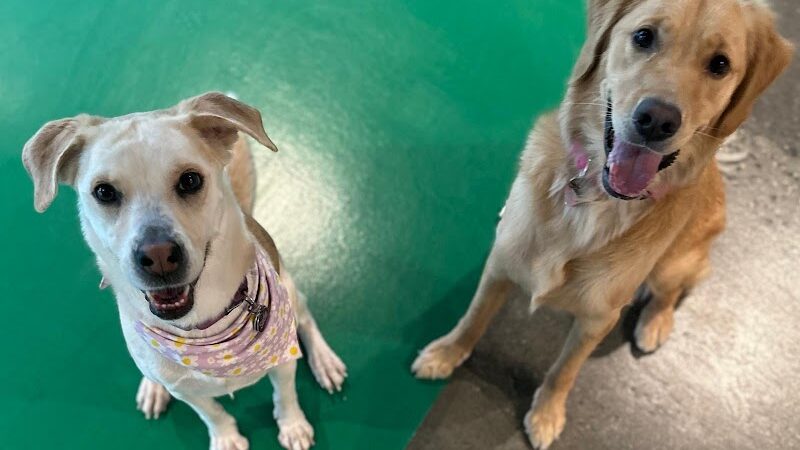 Wag & Bone - Long Island City, NY