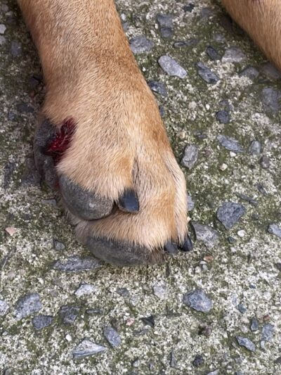 Murray Playground Dog Run - Long Island City, NY