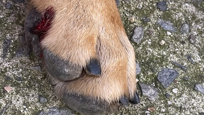Murray Playground Dog Run - Long Island City, NY