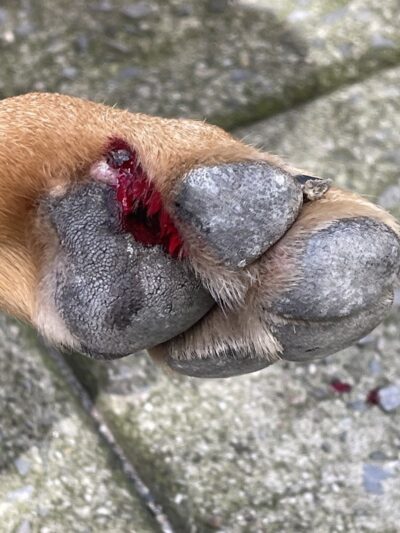 Murray Playground Dog Run - Long Island City, NY