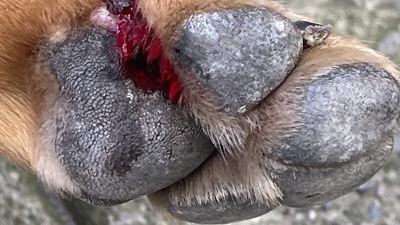 Murray Playground Dog Run - Long Island City, NY