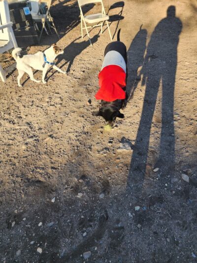 Murray Playground Dog Run - Long Island City, NY