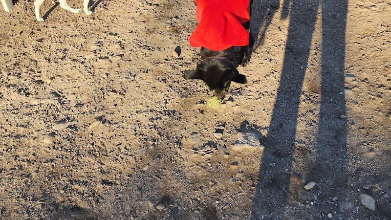 Murray Playground Dog Run - Long Island City, NY