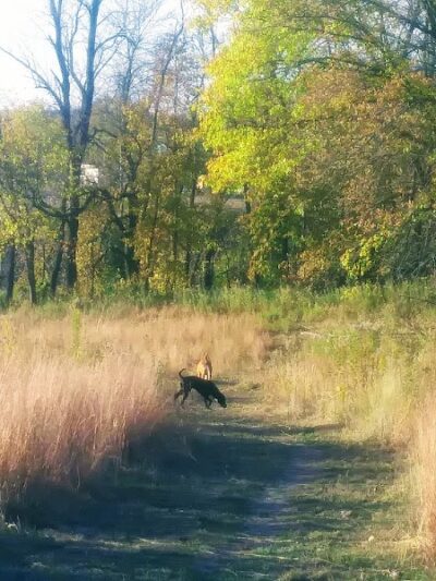 Susan E. Lurton Park - Long Lake, MN