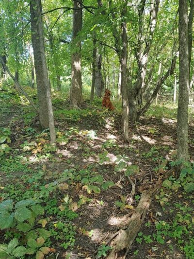 Susan E. Lurton Park - Long Lake, MN