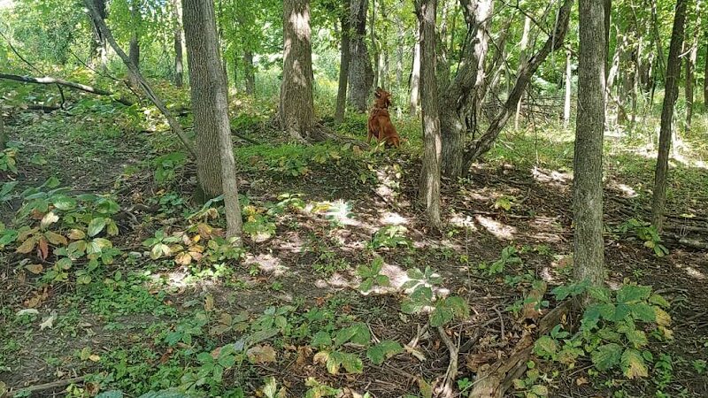 Susan E. Lurton Park - Long Lake, MN