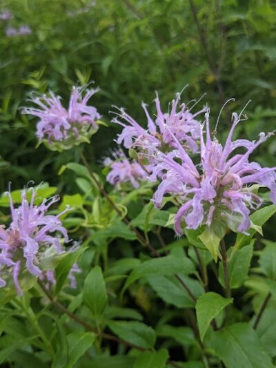 The Lodge at Schooleys Mountain County Park - Long Valley, NJ