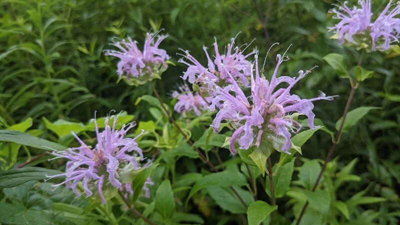 The Lodge at Schooleys Mountain County Park - Long Valley, NJ