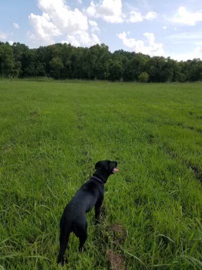 Stragent Dog Park (On Paul Boorman Trail) - Longview, TX