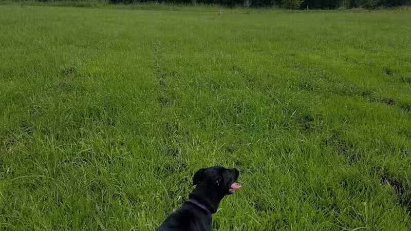 Stragent Dog Park (On Paul Boorman Trail) - Longview, TX