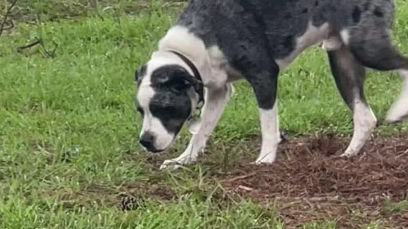 Loris Nature Park - Loris, SC