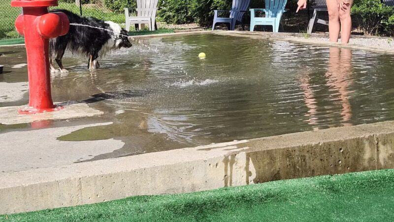 Club K9 Dog Park Bar - Louisville, KY