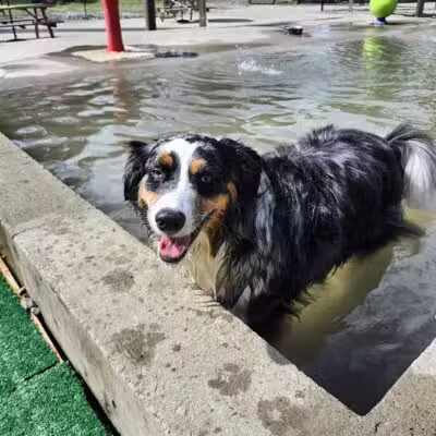 Club K9 Dog Park Bar - Louisville, KY