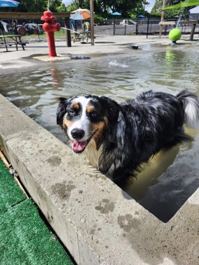 Club K9 Dog Park Bar - Louisville, KY