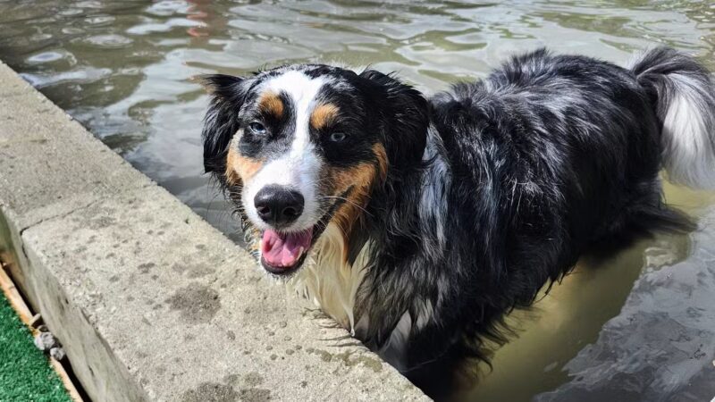 Club K9 Dog Park Bar - Louisville, KY