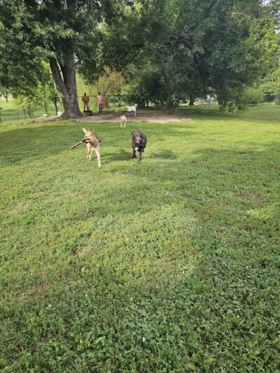 Champions Dog Run (Members Only) - Louisville, KY