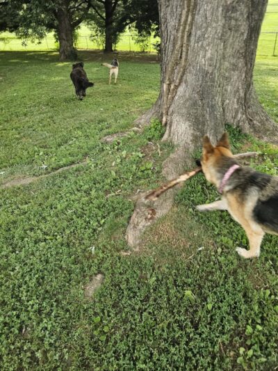 Champions Dog Run (Members Only) - Louisville, KY