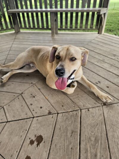 Champions Dog Run (Members Only) - Louisville, KY