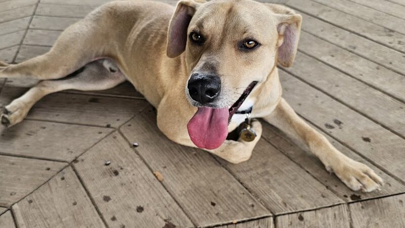 Champions Dog Run (Members Only) - Louisville, KY